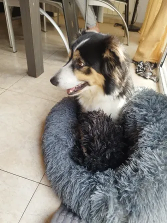 Servicio paseo de perros Reus