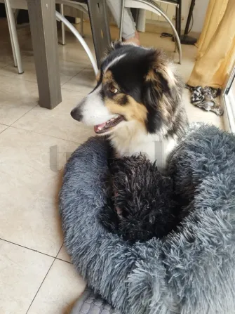 Servicio paseo de perros Reus - foto 1