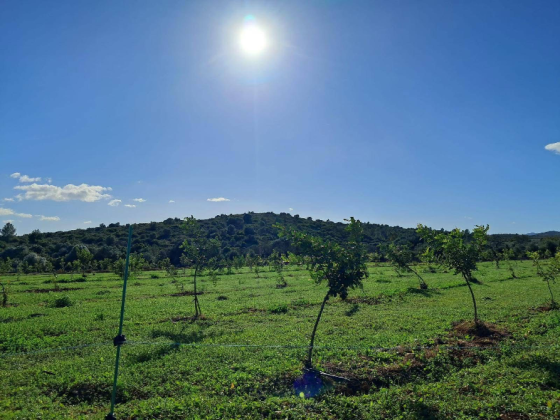 Finca rustica de con caseta Valencia