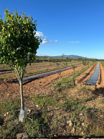 Finca rustica de con caseta Valencia
