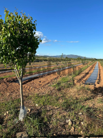 Finca rustica de con caseta Valencia - foto 2