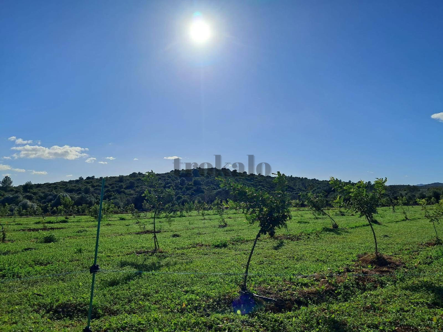 Finca rustica de con caseta Valencia - foto 3