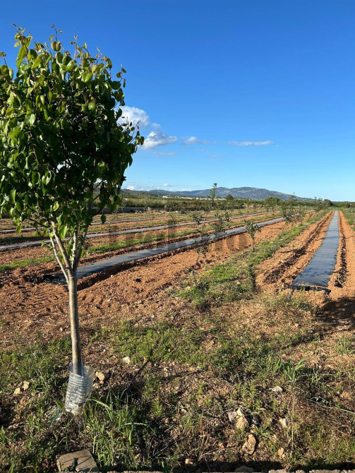 Finca rustica de con caseta Valencia - foto 2