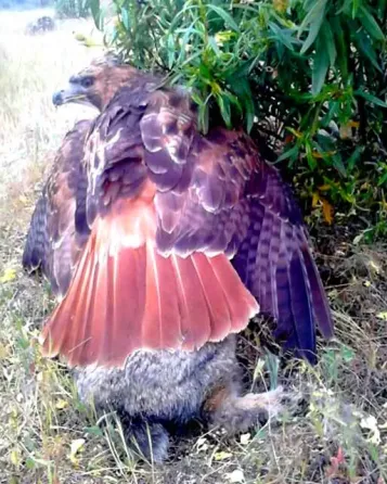 Coto DE Caza Para Cetrería Ciudad Real