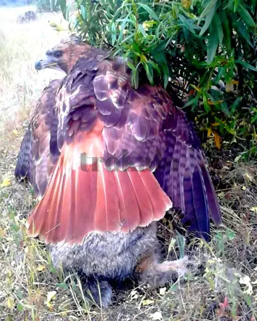 Coto DE Caza Para Cetrería Ciudad Real - foto 1