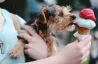 Cachorros Yorkshire Terrier Sanos, Machos y Hembras, Buscan un Hogar Cariñoso. Zaragoza