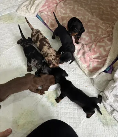 Teckel Miniatura Pelo Corto o Kaninchen Madrid