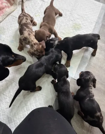 Teckel Miniatura Pelo Corto o Kaninchen Madrid