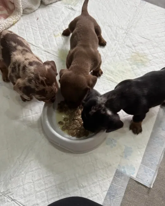 Teckel Miniatura Pelo Corto o Kaninchen Madrid - foto 3