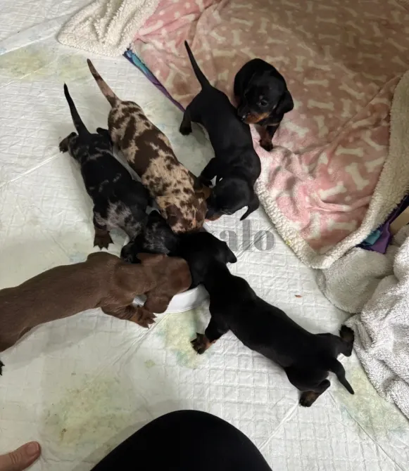 Teckel Miniatura Pelo Corto o Kaninchen Madrid - foto 1