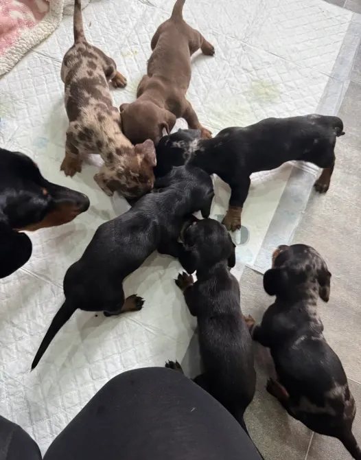 Teckel Miniatura Pelo Corto o Kaninchen Madrid - foto 2