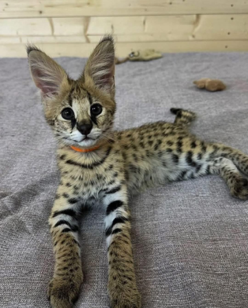 Sabana Con Gatitos Caracales Barcelona