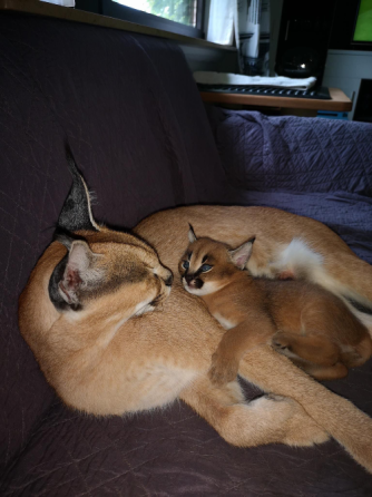 Sabana Con Gatitos Caracales Barcelona