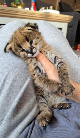 Sabana Con Gatitos Caracales Barcelona