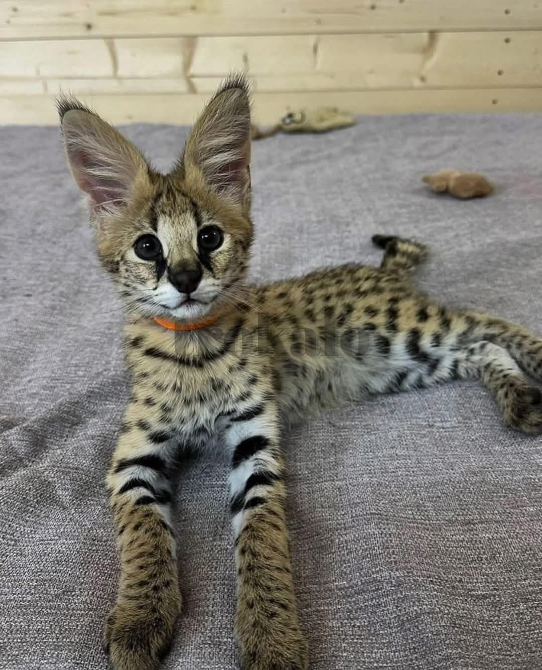 Sabana Con Gatitos Caracales Barcelona - foto 3