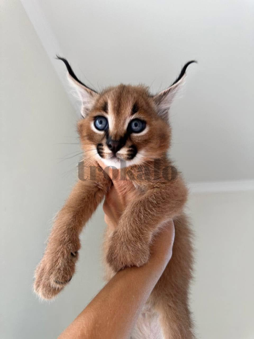 Sabana Con Gatitos Caracales Barcelona - foto 4