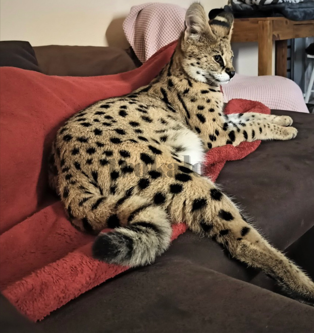 Sabana Con Gatitos Caracales Barcelona - foto 5