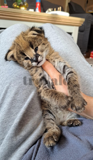 Sabana Con Gatitos Caracales Barcelona - foto 1