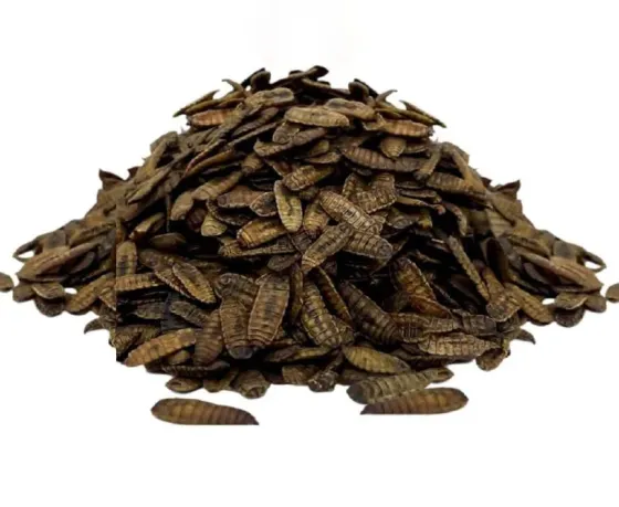 Larva Deshidratada Insecto Mosca Soldado Negra Zaragoza