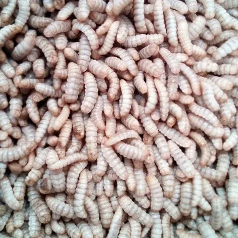 Larva Deshidratada Insecto Mosca Soldado Negra Zaragoza