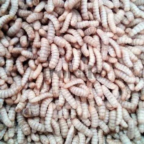 Larva Deshidratada Insecto Mosca Soldado Negra Zaragoza - foto 3