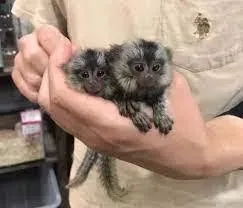 Pareja de Monos Titi Pigmeos Para Adopción – Whatsapp: + Zaragoza