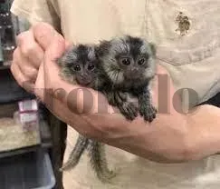 Pareja de Monos Titi Pigmeos Para Adopción – Whatsapp: + Zaragoza - foto 1