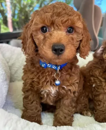 Camada Caniche Machos Y Hembras Barcelona