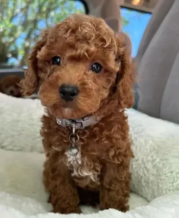 Camada Caniche Machos Y Hembras Barcelona