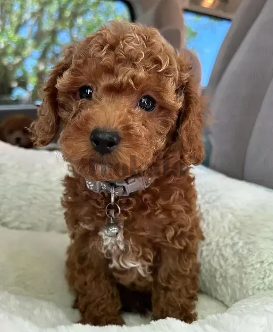 Camada Caniche Machos Y Hembras Barcelona - foto 3