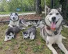 Cachorros de Husky Siberiano Barcelona