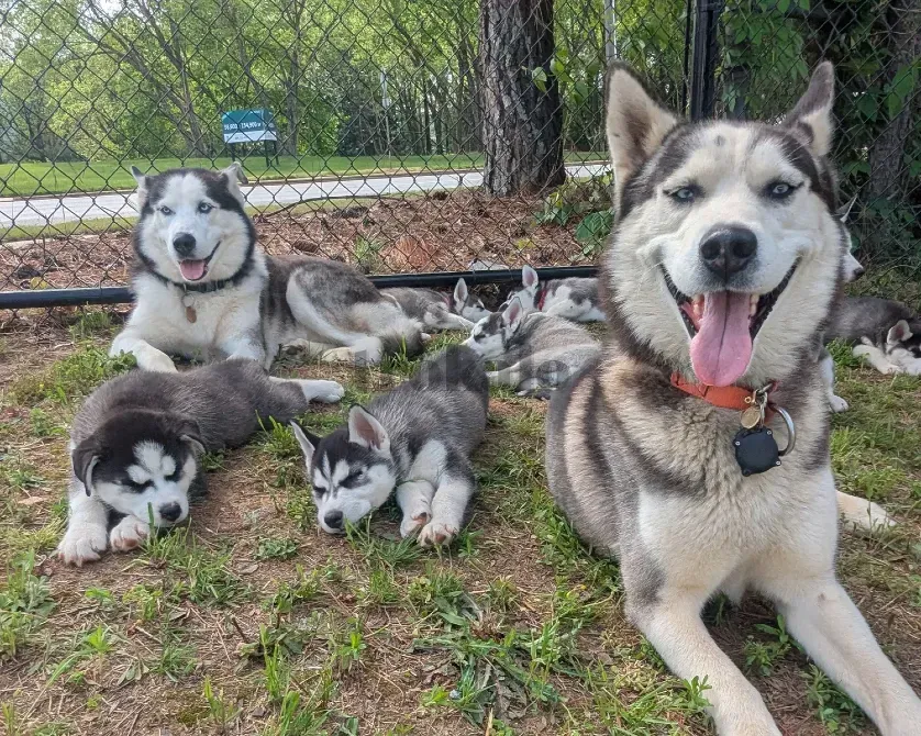 Cachorros de Husky Siberiano Barcelona - foto 1