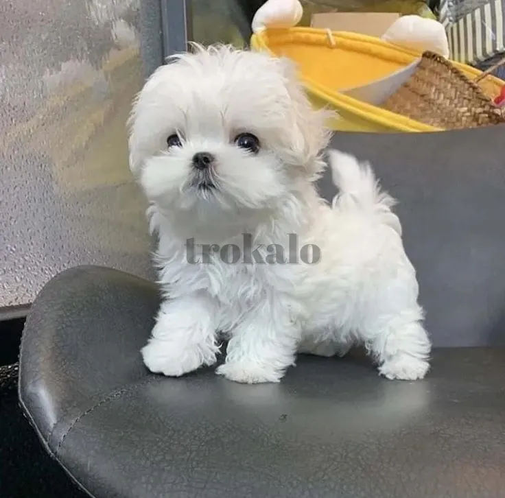 Regalo Lindo Cachorros DE Bichon Maltes Mini Toy ((+34637923815)) Zaragoza - foto 1