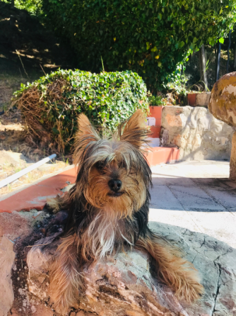 Yorshire Terrier Minis Valencia