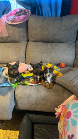 Yorshire Terrier Minis Valencia