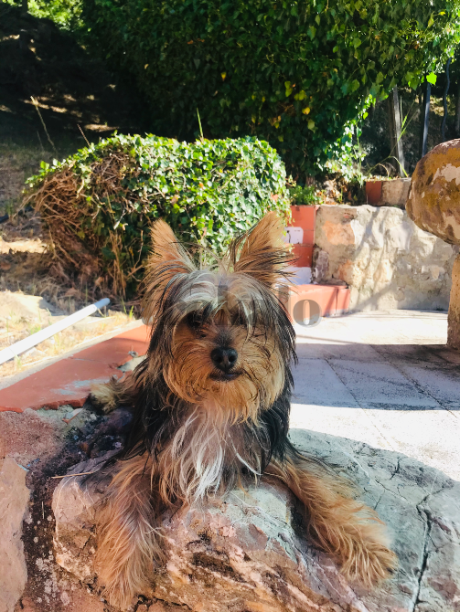 Yorshire Terrier Minis Valencia - foto 1