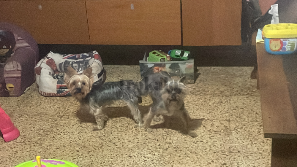Yorshire Terrier Minis Valencia - foto 2