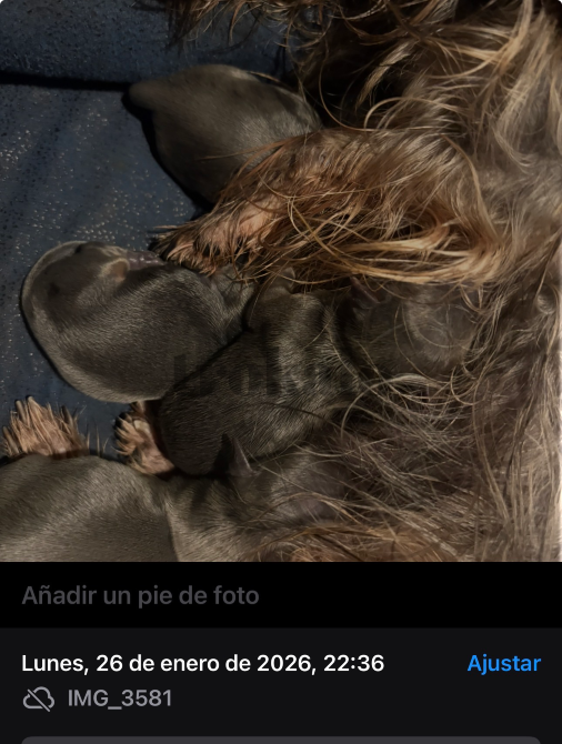 Yorshire Terrier Minis Valencia - foto 1