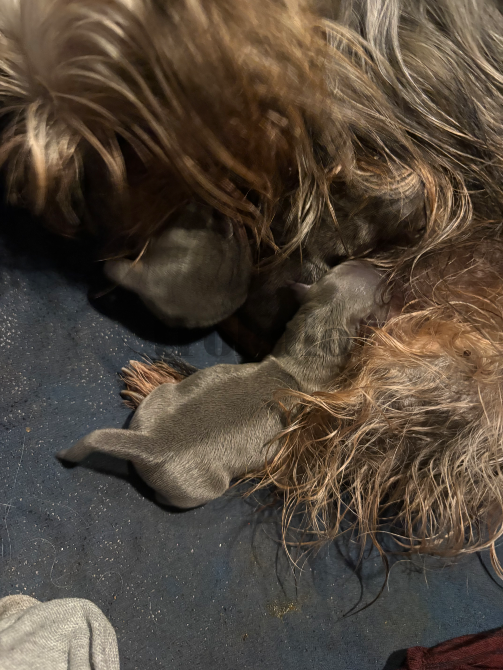 Yorshire Terrier Minis Valencia - foto 2