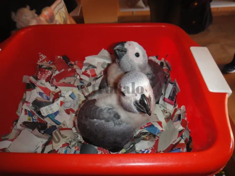 Yaco de Cola Roja Con Todos Los Papels Madrid - foto 1