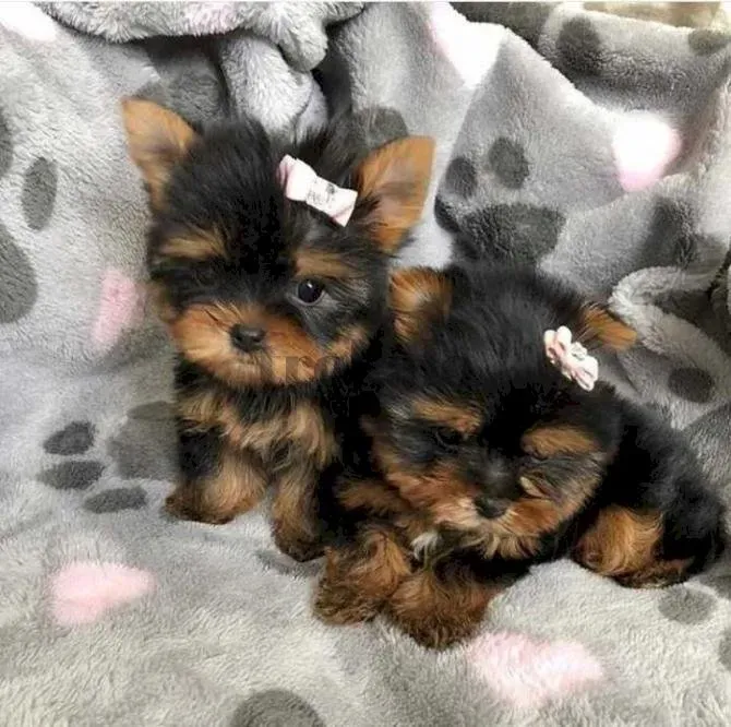 Hermosos Cachorros Yorkie Teacup Zaragoza - foto 1