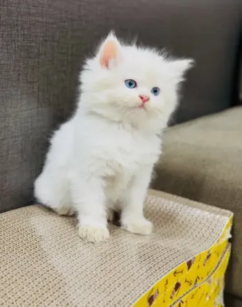 Preciosos Gatitos Persas. Madrid