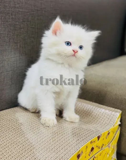 Preciosos Gatitos Persas. Madrid - foto 1