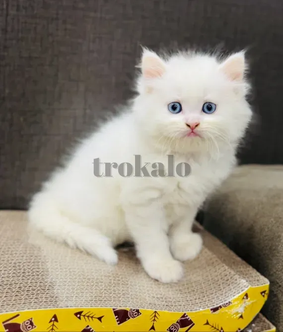 Preciosos Gatitos Persas. Madrid - foto 2