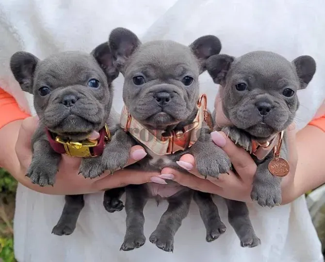 Cachorros de Bulldog Francés (Machos y Hembras) Entrenados Barcelona - foto 1