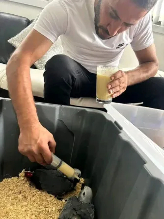 Engo Loros Grises Africanos Sanos Que Buscan un Hogar Definitivo. Malaga