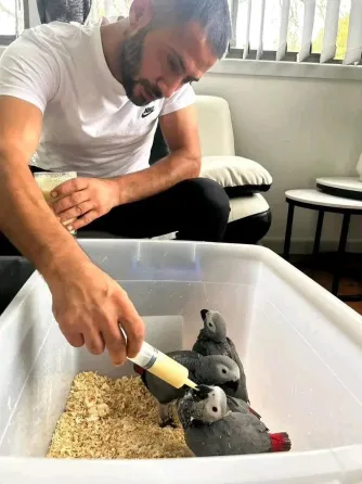 Engo Loros Grises Africanos Sanos Que Buscan un Hogar Definitivo. Malaga