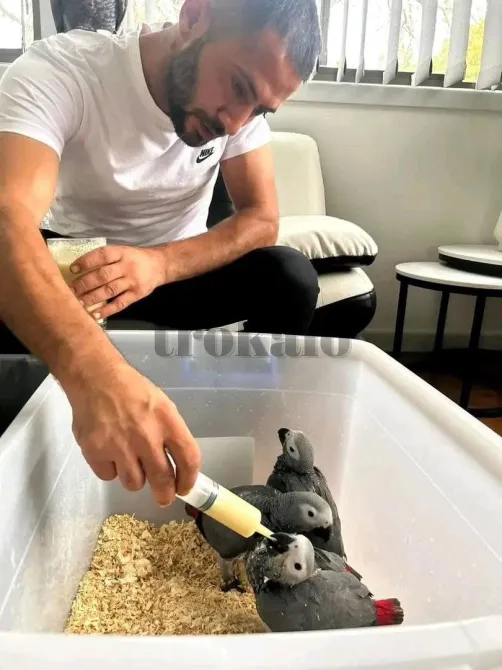 Engo Loros Grises Africanos Sanos Que Buscan un Hogar Definitivo. Malaga - foto 1