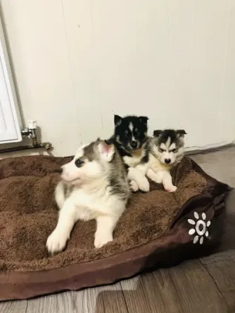 Hermosos Cachorros de Husky en Adopción. Las Palmas de Gran Canaria