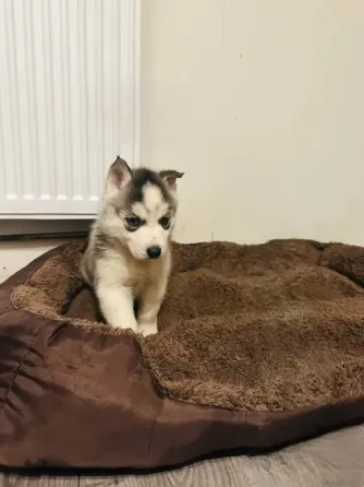 Hermosos Cachorros de Husky en Adopción. Las Palmas de Gran Canaria